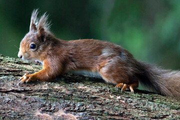 Naklejka na ściany i meble The red squirrel Sciurus vulgaris is a species of tree squirrel in the genus Sciurus common throughout Europe and Asia. The red squirrel is an arboreal, primarily herbivorous rodent. 