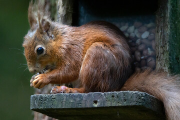 Fototapeta premium The red squirrel Sciurus vulgaris is a species of tree squirrel in the genus Sciurus common throughout Europe and Asia. The red squirrel is an arboreal, primarily herbivorous rodent. 