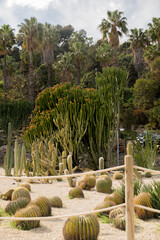 Fototapeta premium cactus in the garden