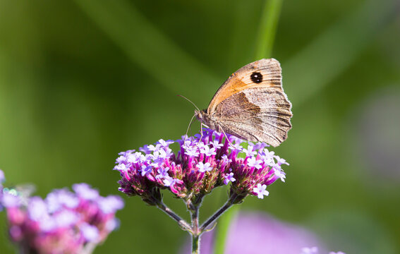 Meadow brown butterfly pollinating verbena flowers, UK garden