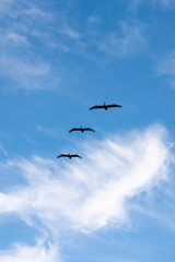 Pelicans flying against a blue sky