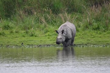 hippopotamus in water
