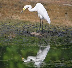 great blue heron