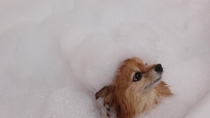 Happy German Spitz dog is standing in a bubble bath getting ready to wash. Hygiene of pets
