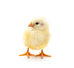 Small yellow chicken.