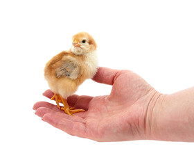 Little chick on hand.