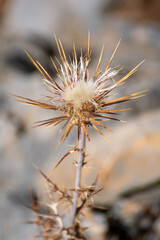 Dry thistle in the landscape of Crete