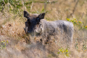 Warthog walking through the veld in Namibia