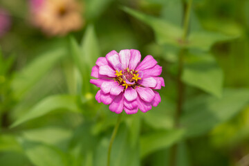 Obraz premium Flowers in Spring. High-quality photo 