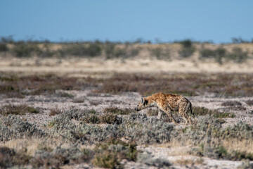 Spotted hyena walks on a hot African day in the Etosha Nationalpark Namibia Africa