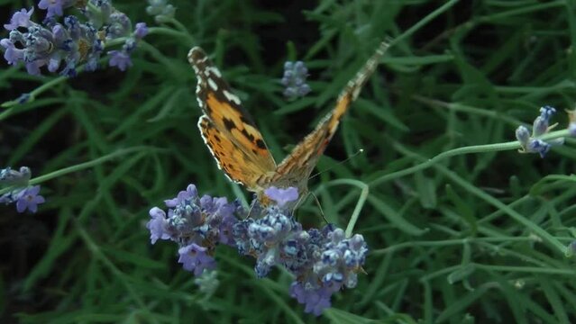 Butterfly on a lavender flower (Italy)