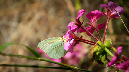 Butterfly Catopsilia pyranthe on a flower