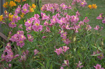 Obraz na płótnie Canvas field of pink tulips