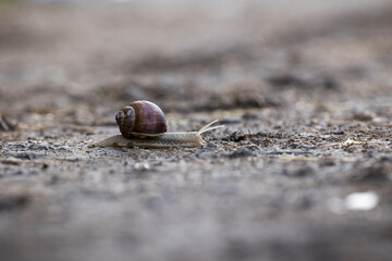 Weinbergschnecke in Nahaufnahme