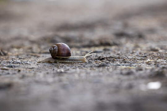 Weinbergschnecke in Nahaufnahme