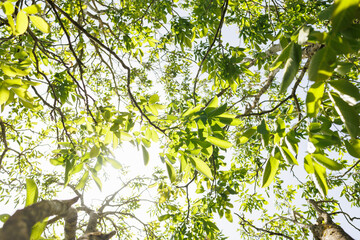 Moving fresh green foliage inside a tree in sunlight calming nature footage
