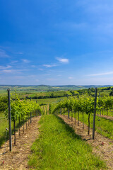 Fototapeta na wymiar Vineyards near Mailberg, Lower Austria, Austria