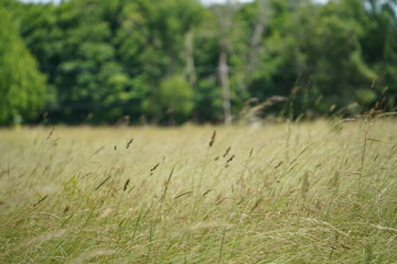 Close up of grass in a meadow