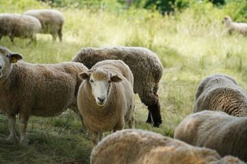 Sheep in an enclosure