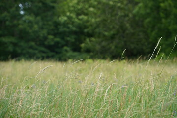 Close up of grass in a meadow
