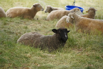 Sheep resting in the shade