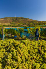 Grape collection at vintage time, Tokaj region, Great Plain and North, Hungary