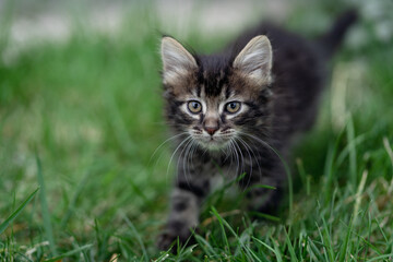 Naklejka na ściany i meble Gray and brown kitten walking in the grass and looking at camera.