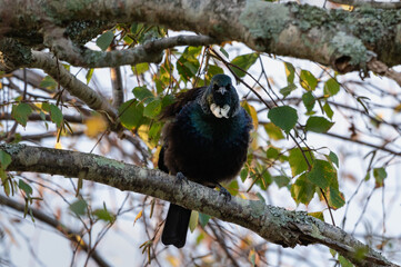 Tui bird on a tree branch looking at the camera. New Zealand endemic bird