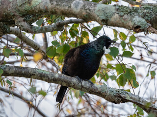 Tui bird posing in profile on a tree. New Zealand native bird