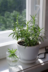 Plant of rosemary in pot and rosemary stalk in glass for rooting on window sill