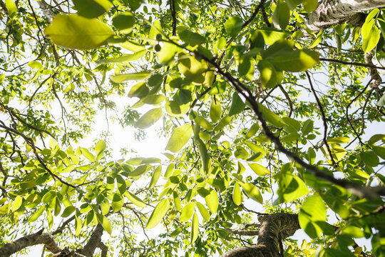 Moving fresh green foliage inside a tree in sunlight calming nature footage