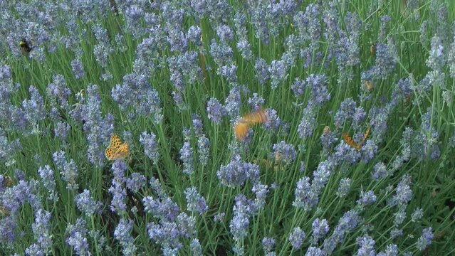 Butterflies and bees on lavender flowers (Italy)