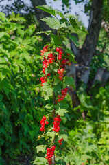 Twig with ripe red currant berries on a bush