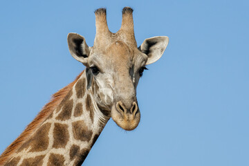Head of Giraffe