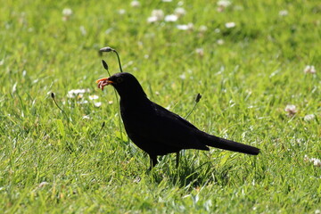 A blackbird foraging some prey near a canal on a warm and sunny day. The bird has found a worm that...