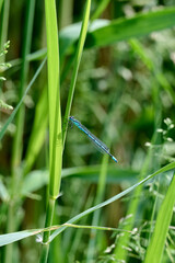Blue dragonfly in the afternoon sun