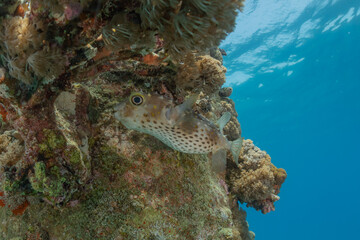Fish swim at the Tubbataha Reefs Philippines
