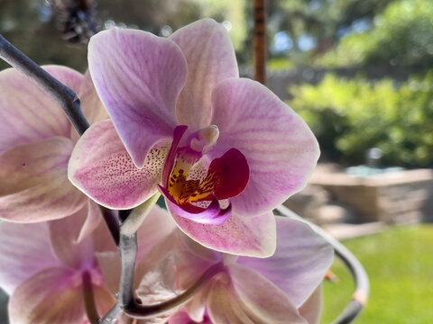 Beautiful pink and burgundy orchid in blook in kitchen window with backyard greenery in soft focus in background.