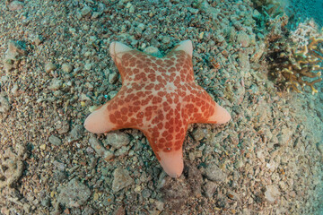 Starfish On the seabed in the Red Sea, Eilat Israel
