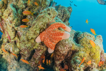 Starfish On the seabed in the Red Sea, Eilat Israel
