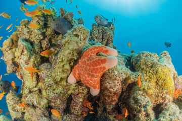 Starfish On the seabed in the Red Sea, Eilat Israel

