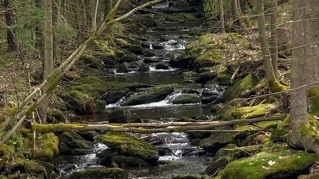 Wild stream in the reserve. Spring. Sumava, Czech Republic. 4K