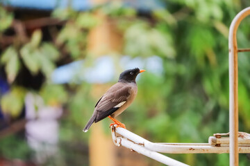 Common myna standing with confidence concept