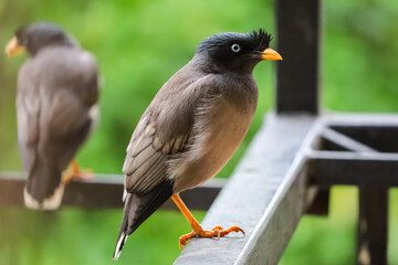 Two common myna one in focus another blurred looking apart