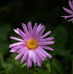 Obraz premium Alpine aster. Pink flower on the dark background. High quality image. 