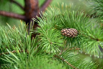 Green coniferous pine branches after rain