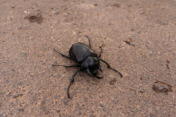 besouro-elefante . Megasoma elephas