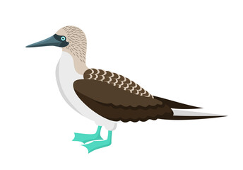 Blue footed booby bird isolated on a white background. Vector illustration in flat style
