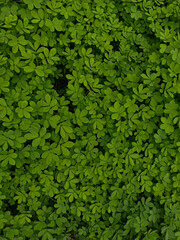 abstract green leaf texture, nature background, 