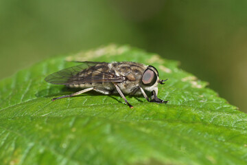 Close up female Large marsh horsefly (Tabanus autumnalis). Family Horse-flies, gadflies (Tabanidae). On a leaf. Dutch garden, June.                               